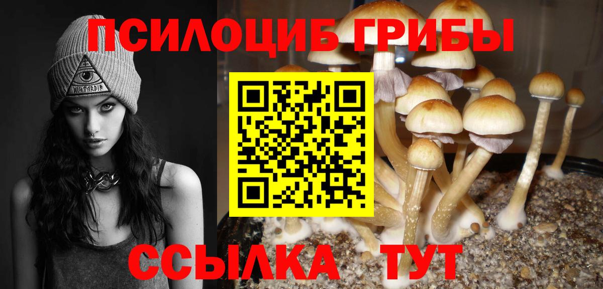 Галлюциногенные грибы Psilocybe  Галлюциногенные грибы прущие грибы  наркота  Нарткала  Вход с VPN 